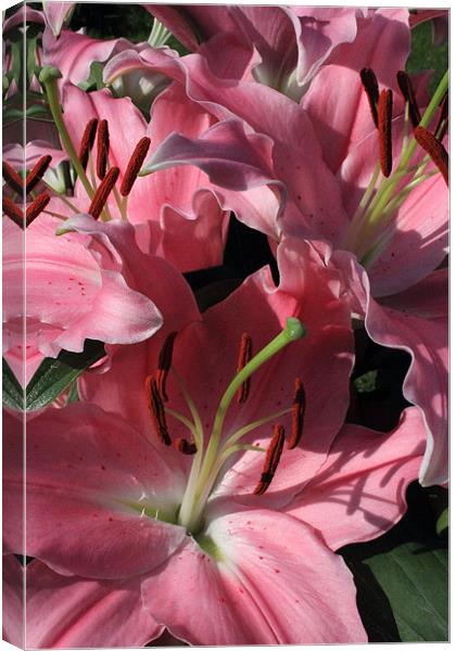 Pink Lilies Canvas Print by Adrian Wilkins