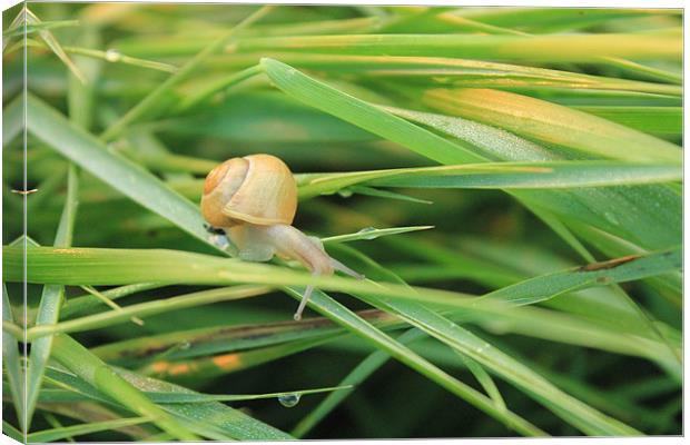 Bradwell Snail Canvas Print by Adrian Wilkins