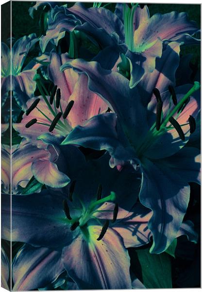 Afflicted Lilies Canvas Print by Adrian Wilkins