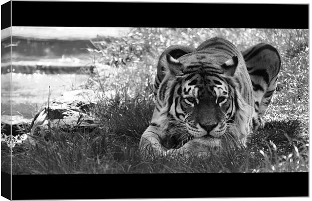 Tiger Stream Canvas Print by Adrian Wilkins