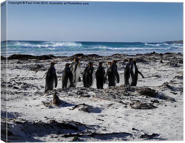 Penguins in Falklands Canvas Print by Paul Kidd