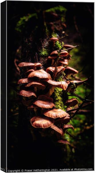 Fungal Stump Canvas Print by Fraser Hetherington