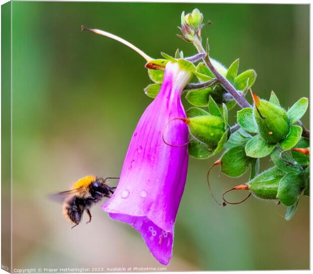 Busy Bee Canvas Print by Fraser Hetherington