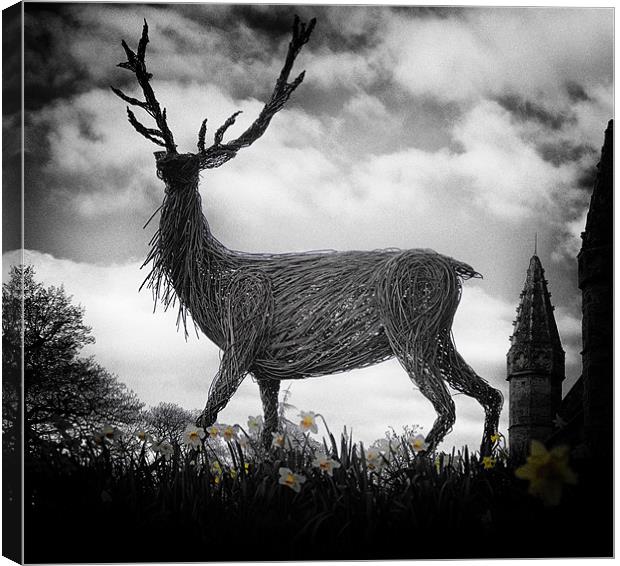 Deer and Daffodils Canvas Print by Fraser Hetherington
