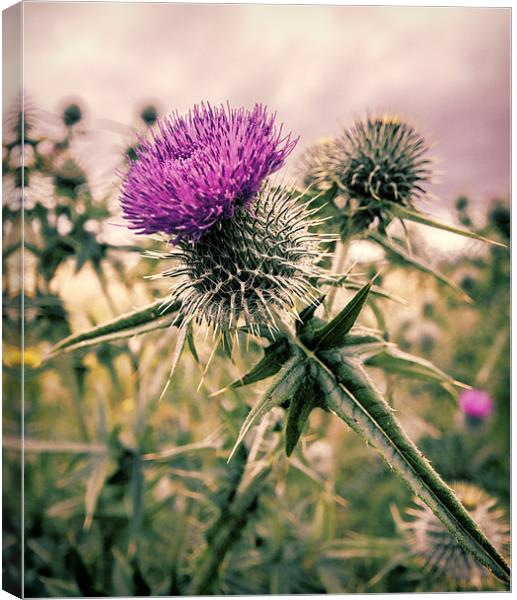 Thistle do Nicely Canvas Print by Fraser Hetherington