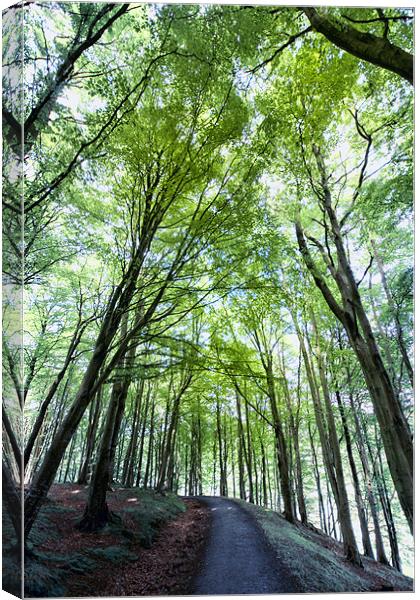 Greentree Way Canvas Print by Fraser Hetherington
