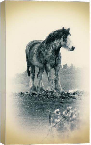 Out to Pasture Canvas Print by Fraser Hetherington