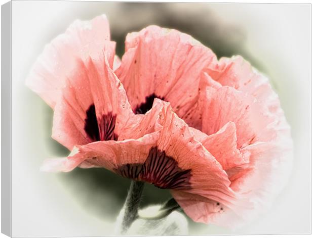 Pink Poppy Canvas Print by Fraser Hetherington