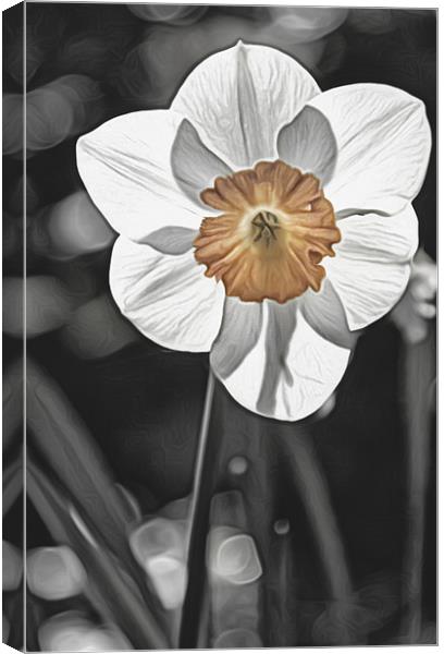 Spring into Spring Canvas Print by Fraser Hetherington