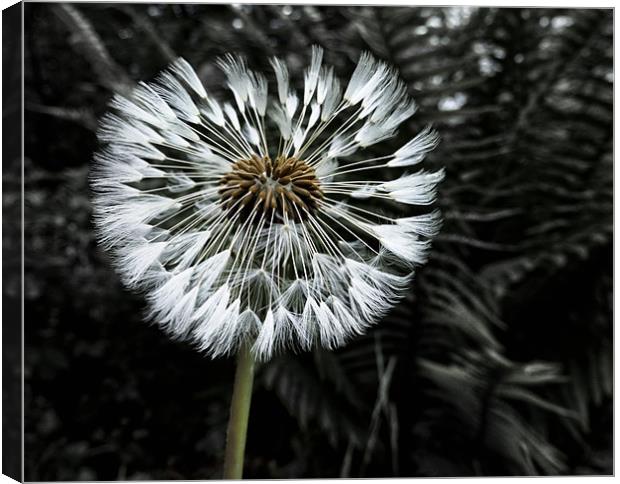 Blown Away Canvas Print by Fraser Hetherington