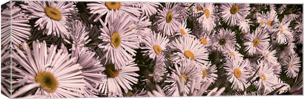 Wall of Daisy Canvas Print by Fraser Hetherington