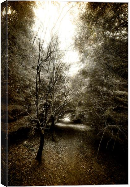 Forester Path Canvas Print by Fraser Hetherington