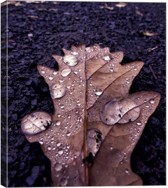 Leaf Drops Canvas Print by Fraser Hetherington