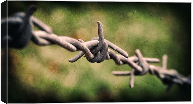 Closely Barbed Canvas Print by Fraser Hetherington
