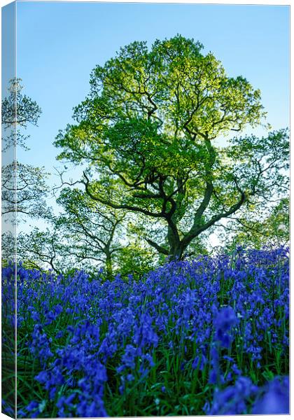 Bluebell Woods Canvas Print by Fraser Hetherington