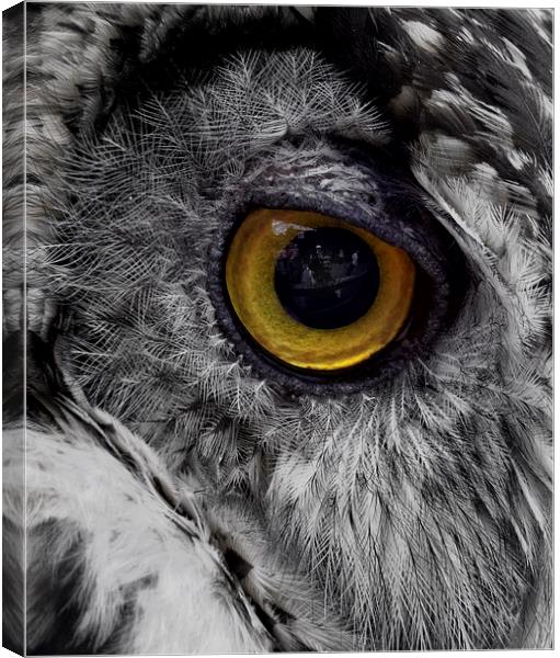 Owl Eye Reflection Canvas Print by Fraser Hetherington