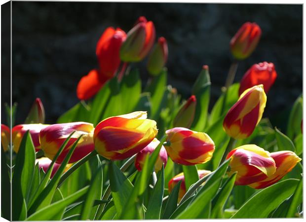 Spring Tulips Canvas Print by Lynn hanlon