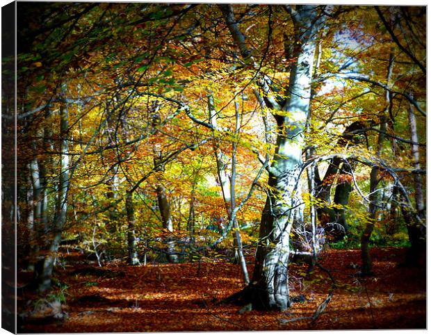 Epping Forest Canvas Print by Lynn hanlon