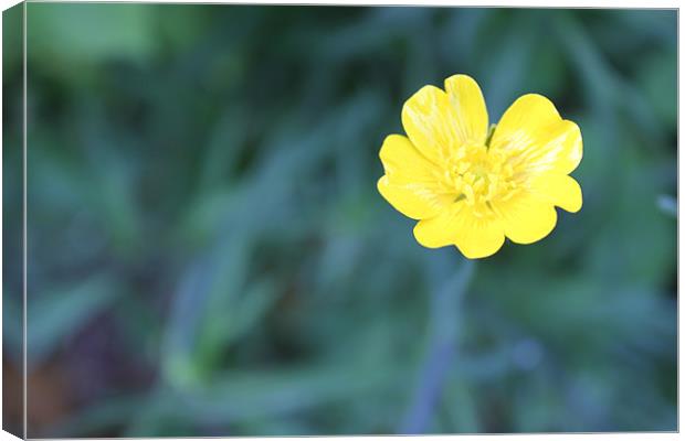 Bright buttercup Canvas Print by Charlotte Anderson
