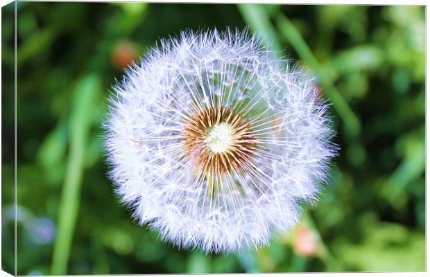 Dandy Lion Canvas Print by Charlotte Anderson