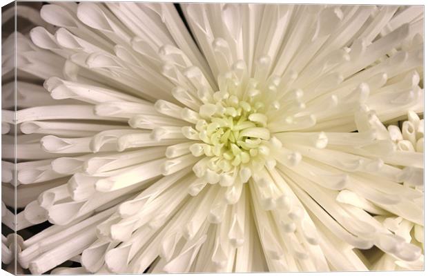 White chrysanthemum Canvas Print by Charlotte Anderson