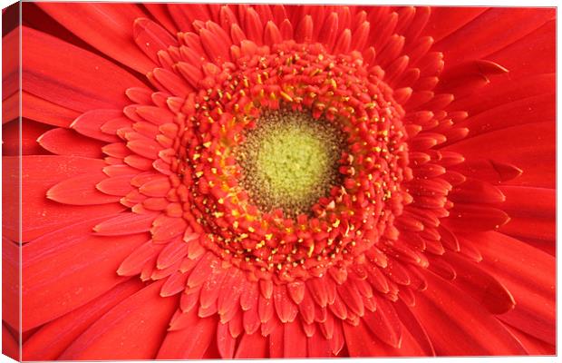 Gerbera red flower Canvas Print by Charlotte Anderson