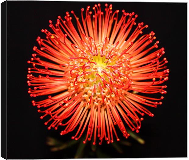 Pin cushion red spikey flower Canvas Print by Charlotte Anderson