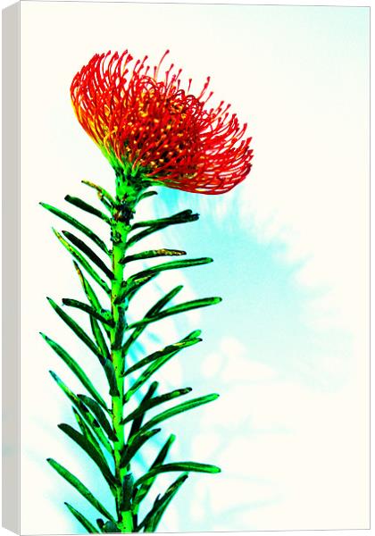 Red spikey flower pin cushion Canvas Print by Charlotte Anderson