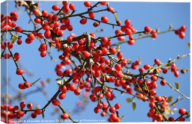 Red tree berries Canvas Print by Charlotte Anderson