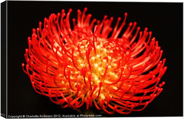 Red spikey pin cushion flower Canvas Print by Charlotte Anderson