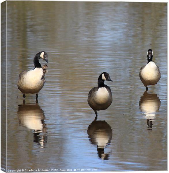 Uncooperative Canada geese Canvas Print by Charlotte Anderson