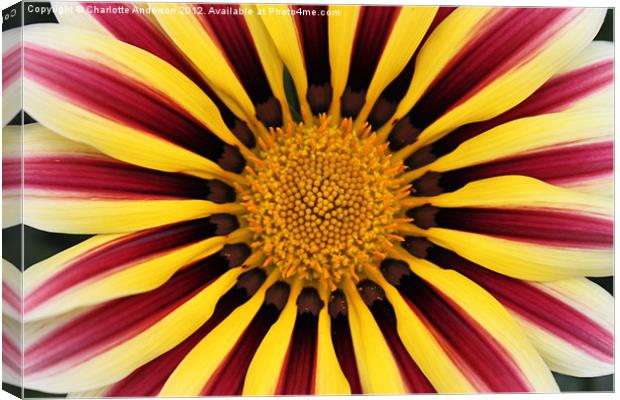 Gazania striped flower red yellow Canvas Print by Charlotte Anderson