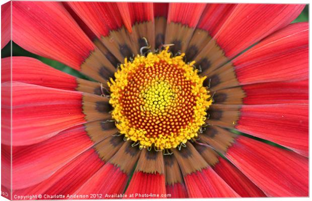 Red gazania flower yellow center Canvas Print by Charlotte Anderson