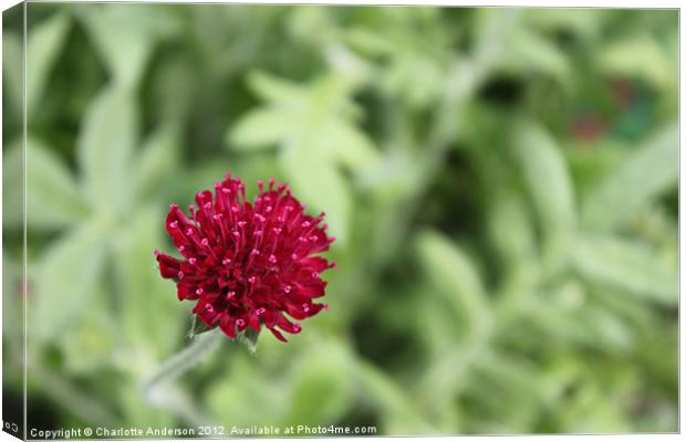 Small red flower Knautia Canvas Print by Charlotte Anderson