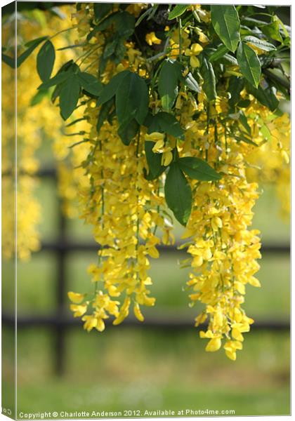 Yellow flowered tree Canvas Print by Charlotte Anderson
