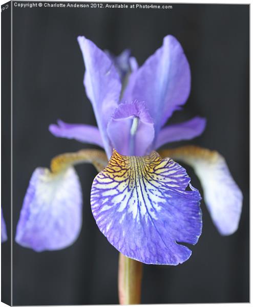 Blue Iris Closeup Canvas Print by Charlotte Anderson