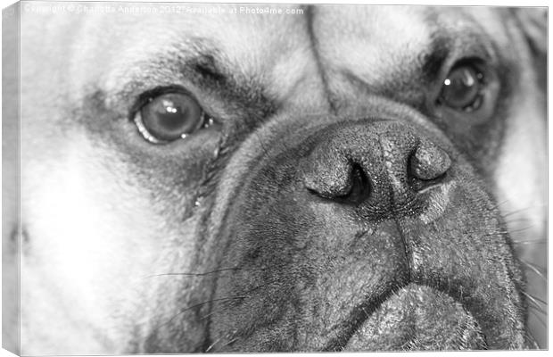 Bull mastiff dog black and white Canvas Print by Charlotte Anderson