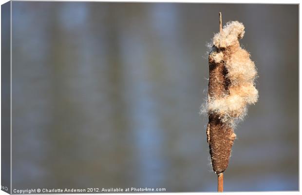 Single river reed Canvas Print by Charlotte Anderson