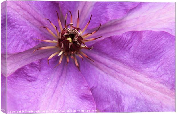 Purple clematis flower closeup Canvas Print by Charlotte Anderson