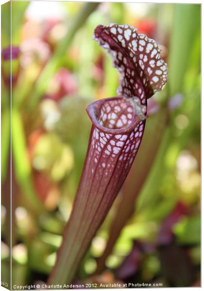 Meat eating plant carnivorous sarracenia Canvas Print by Charlotte Anderson
