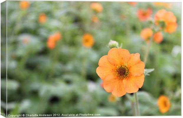 Geum totally tangerine flower Canvas Print by Charlotte Anderson