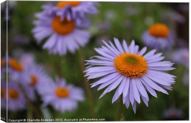 Aster blue and yellow flower Canvas Print by Charlotte Anderson