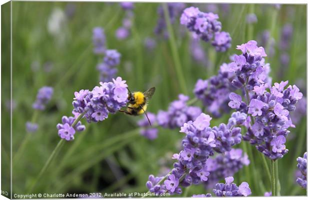 Working bee in lavender Canvas Print by Charlotte Anderson
