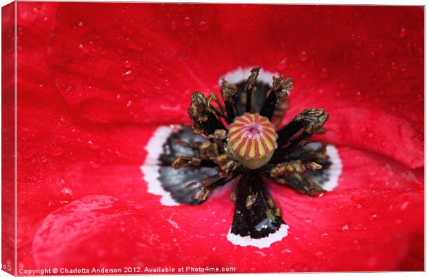 Red poppy in the rain Canvas Print by Charlotte Anderson