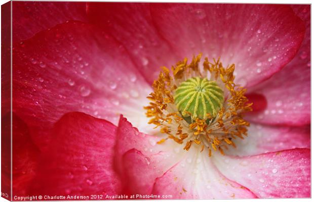 Closeup pink and white poppy Canvas Print by Charlotte Anderson