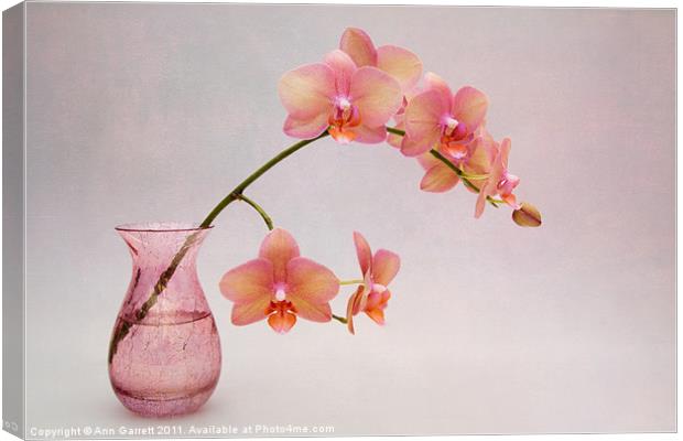 Orchids in a Pink Vase Canvas Print by Ann Garrett