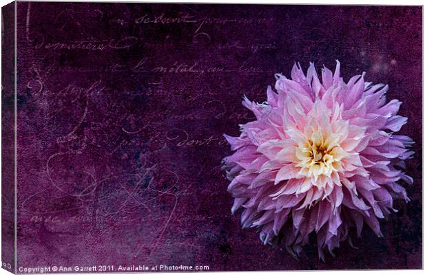 Textured Dahlia Canvas Print by Ann Garrett