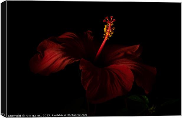 Red Hibiscus Darkly Lit 2 Canvas Print by Ann Garrett