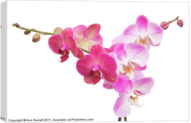Pink Orchids On White Canvas Print by Ann Garrett
