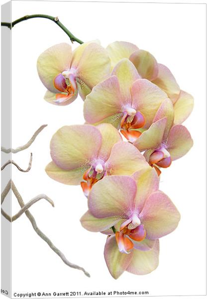 Yellow Orchids Canvas Print by Ann Garrett